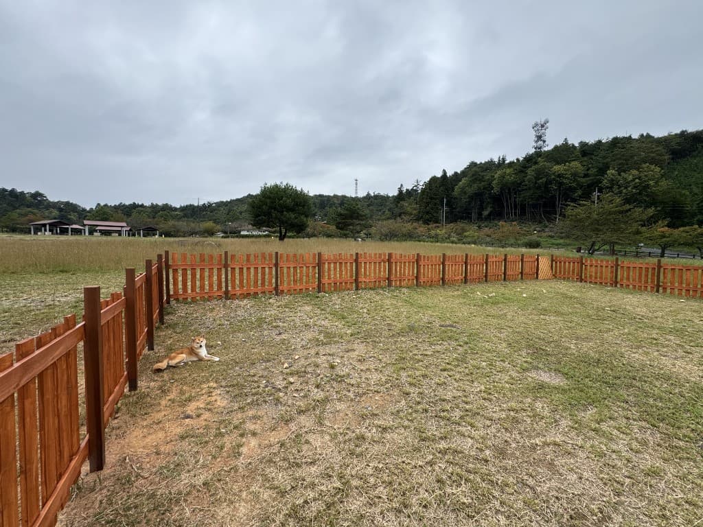 木製ピケットフェンスのドッグラン内でくつろぐ柴犬。芝生の広場と遠くの林