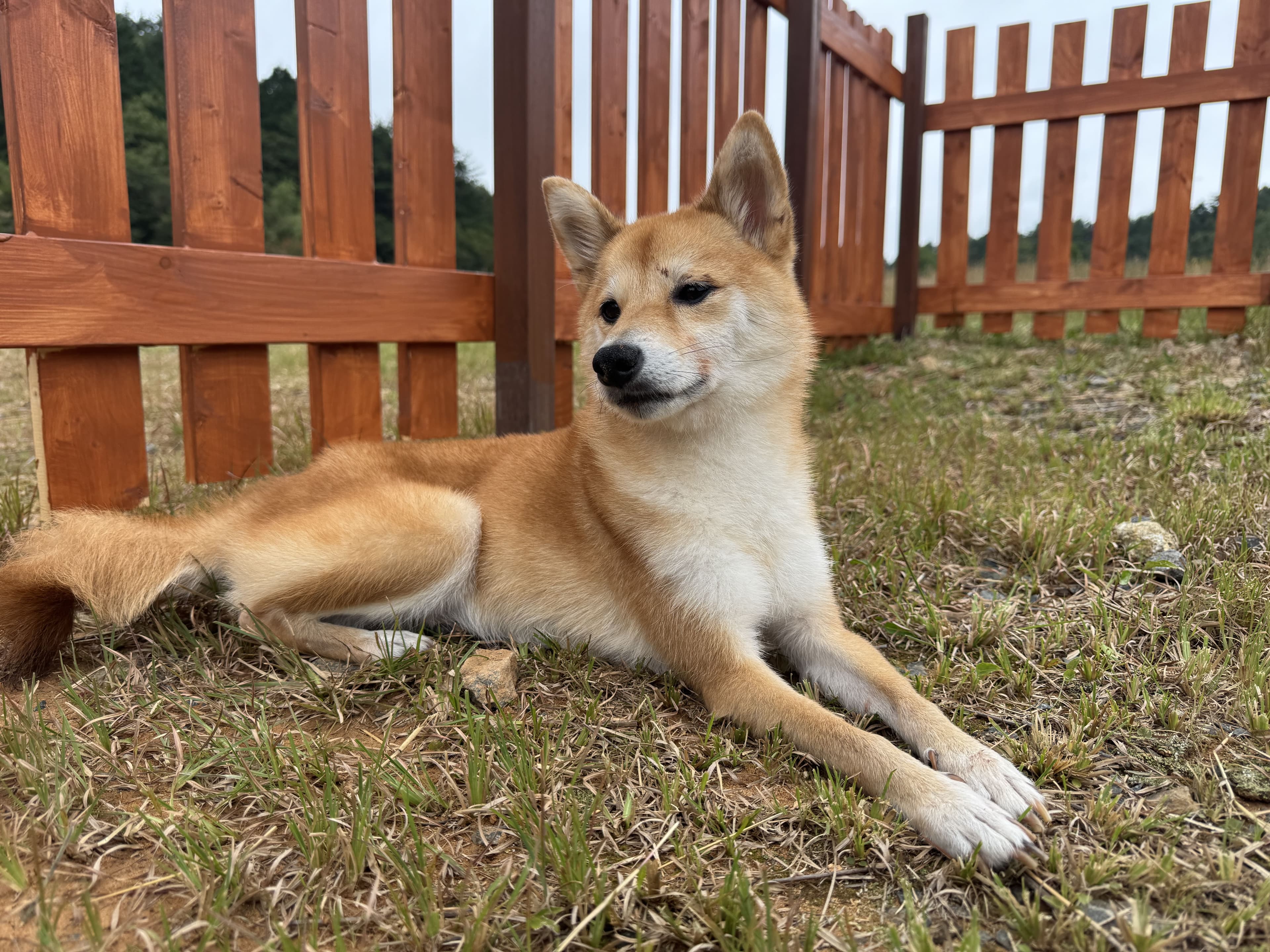 ドッグファーストサービス メインビジュアル